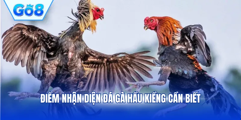 Điểm nhận diện đá gà hầu kiềng cần biết