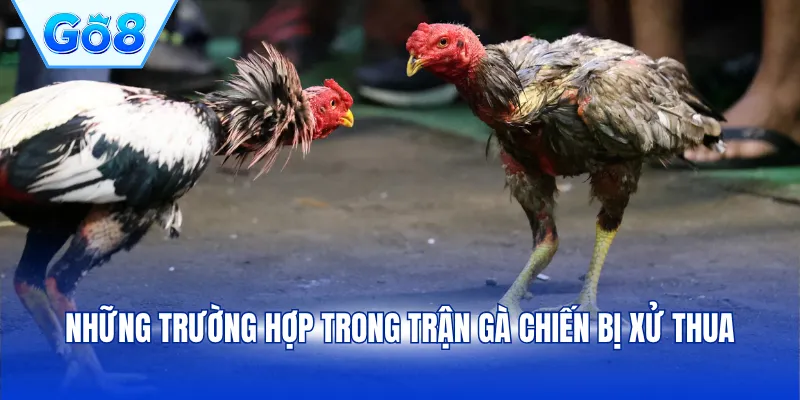 Những trường hợp trong trận gà chiến bị xử thua